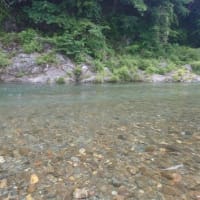 神流川！南甘！連続釣行！