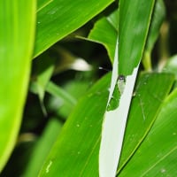 コチャバネセセリ　幼虫