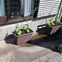 その後のシャインマスカットとゴーヤの苗