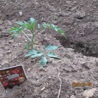 野菜の植え付けを終えた自宅敷地内の畑