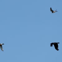 野鳥撮影日記2022(チョウゲンボウ)
