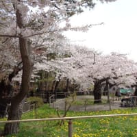 春の函館公園