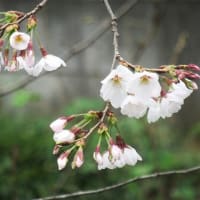 桜はこれからだが 春の花咲き出す（埼玉・所沢）
