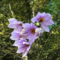 近くの高野台公園の紅葉