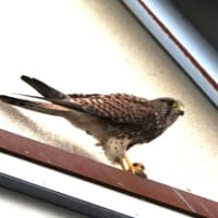 無事に巣立った4兄弟