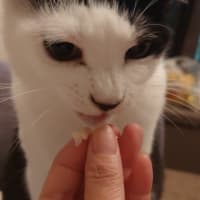 チャミュらん８歳