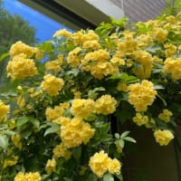 It’s fully blooming!