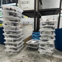 輸入パッキング