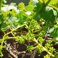 野の花を摘みて憩いし老ふたり