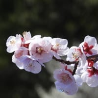 荒山公園の梅林（２０２５年３月９日）