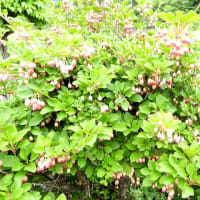 庭の花