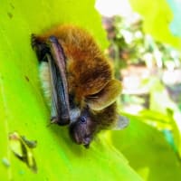 コテングコウモリ Murina silvatica ： 桐の葉かげに