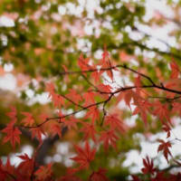 河口湖の紅葉