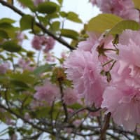 桜がきれいに咲いていました。