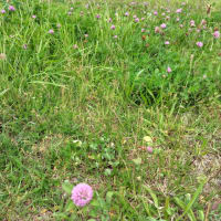 阿武隈川の堤防を散歩して来た。