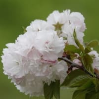 ランラン　〈蘭蘭  桜〉　