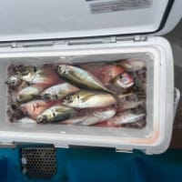 ２６日・釣果