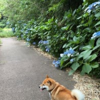 ちょっぴり野生化しちゃった紫陽花