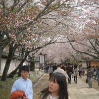 醍醐寺の桜