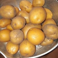 黄金のじゃが芋を掘る