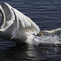 大東大原水かけ祭り ～ 加瀬沼の白鳥