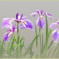 花菖蒲が咲きはじめた⑤