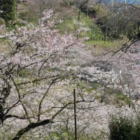 塚山公園の桜