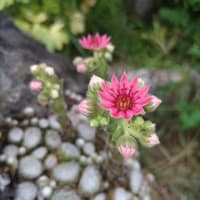 生活保護判決　生存権取り戻してこそ