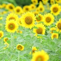 【STAR SE株式会社/金本香蘭】ひまわりの季節が今年もやってきた！