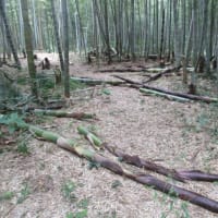 里山の竹林整備