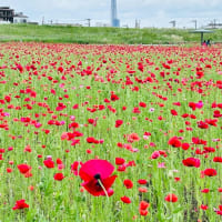 荒川の河川敷にポピーが満開！