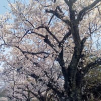今日のさくら