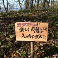 幸せの白いカタクリ