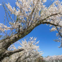 LuckBridalClubの近くの桜