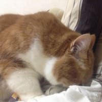 ふるふる最近の趣味