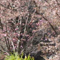 2024.03.27 咲き出したヤマザクラ、エドヒガンに陽光桜
