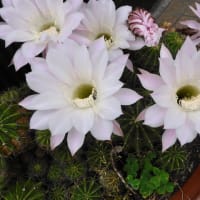 サボテンの花、その２