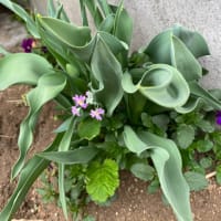 我が家の花々