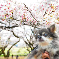犬と山梨に桃と桜を見にやってきました♪（その１）