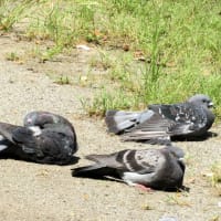 ハトさんたちの水浴びとカラスさん♪