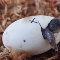 孵卵に関する考察・アメリカハコガメの孵化編