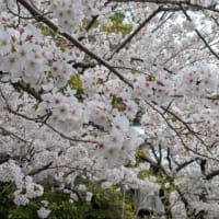 美味しいものと桜。。