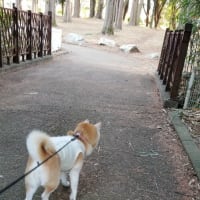 クリンへの想いは尽きなくて・・・311