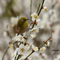 メジロと梅