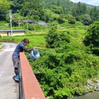 アメゴ稚魚放流に