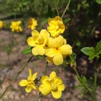 今川公園シダレザクラ
