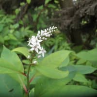 久々、野草の花見を楽しむ　～新発田市桜公園周辺～