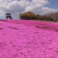 芝ざくら公園の写真、追加です。