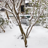 東京で雪が降ると長野市はどうなのか？