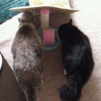 写真まとめて3月6日